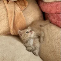 دو عدد گربه یک ساله