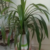 گل پاندانوس و زانفونیا