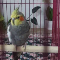 عروس هلندی نر