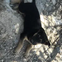 واگذاری سگ ژرمن ورک بلک سیلور