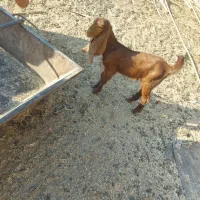 بز دوقلوزا بادوبزغاله|حیوانات مزرعه|سراوان, |دیوار