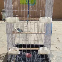 پرنده و قفس