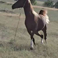 مادیان عرب مصری نشان سفید خوشگل