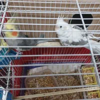 عروس هلندی و فنچ