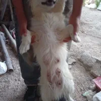 سگ پامر روباهی