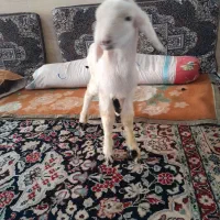 بره نر شیری زات دار ۷ میلیون|حیوانات مزرعه|مرودشت, ثبت احوال|دیوار