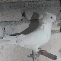 یک جفت کبوتر سفید اراکی