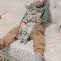 گربه اسکاتیش|گربه|تهران, مولوی|دیوار