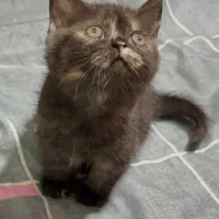 گربه بریتیش|گربه|گنبد کاووس, |دیوار