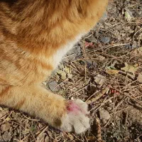 سرپرستی ازگربه|گربه|اراک, |دیوار