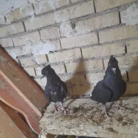 دودم سفیدنر|پرنده|رامشیر, |دیوار