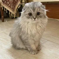 گربه|گربه|شیراز, نارنجستان|دیوار