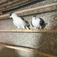 کبوتر|پرنده|تهران, مینابی|دیوار