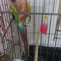 طوطی گیرینچیک جفت نر و ماده|پرنده|اسلام‌شهر, مظفریه|دیوار