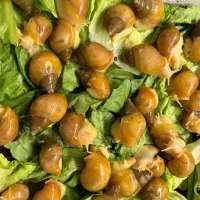 حلزون مولد و تخم گذار آچاتینا