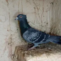 کفتر پرشی مسافتی.پلاکی