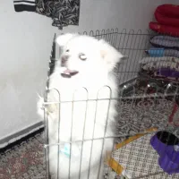 سگ پامری نر چهار ماهه هست قیمت اا میلیون