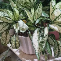 گل های خانگی