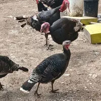 فروش ۱۰عدد بوقلمون درجه ۱