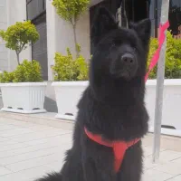 ژرمن بلک شولاین