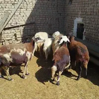 میش و بره افشار پلنگی