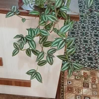 هرگدومو بخوای فقط ۱۵۰ت و۲۰۰ت و۲۵۰ت