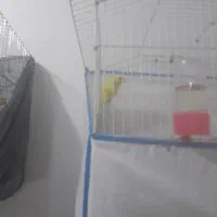 قناری|پرنده|بهبهان, |دیوار