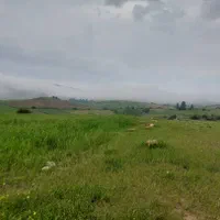 زمین مسکونی، کشاورزی،باغی،روستای آسیابر|فروش زمین و ملک کلنگی|دیلمان, |دیوار
