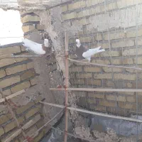 کبوترخوشتیپ|پرنده|تاکستان, |دیوار