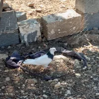 کبوتر طوقی|پرنده|کوهمره, |دیوار