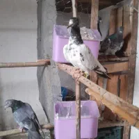 کبوتر