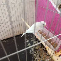 قناری|پرنده|بیستون, |دیوار