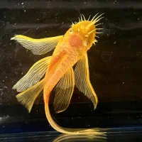 فروش انواع ماهی کف خوار