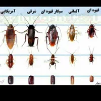 سمپاشی سوسک ساس موش سم پاشی تضمینی ۱۰۰درصدی|خدمات نظافت|کهریزک, |دیوار