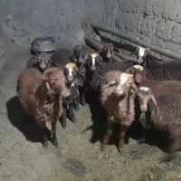 ۱۰عدد میش وبره داشتی