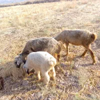 فروش نقدی|حیوانات مزرعه|رستم, |دیوار