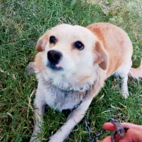 سگ پاکوتاه سالم سرحال بچه