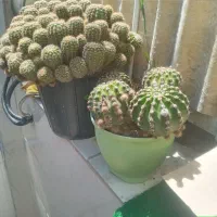 گل کاکتوس توپی مولد