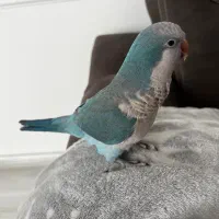 طوطی|پرنده|اردبیل, |دیوار