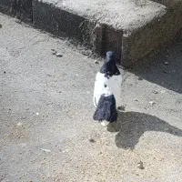 کبوتر|پرنده|دهگلان, |دیوار