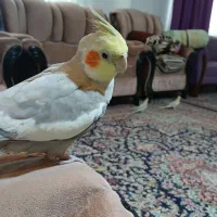 پرنده عروس هلندی|پرنده|تنکابن, |دیوار