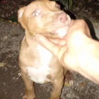 پیت بول  امریکن بولی|سگ|رشت, حمیدیان|دیوار