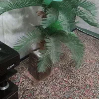 ۲عدد گل|گل و گیاه طبیعی|کرمان, |دیوار