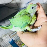 شاه طوطی برزیلی ملنگوفنچ خورشیدی لوری راهب کنگان|پرنده|بوشهر, |دیوار