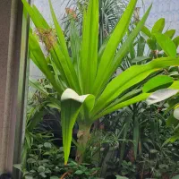 سوسن عنکبوتی