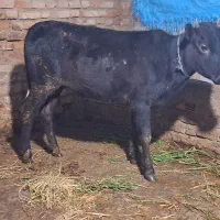 گوساله ماده