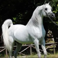 باشگاه سوارکاری