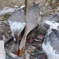 گله غاز تخمگذار|حیوانات مزرعه|لنگرود, |دیوار