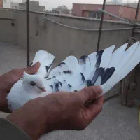 ماده خال پیس نوک ریز