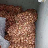 پیاز سالم،برای مصرف دامی